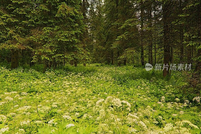 松树绿色高山林地-格局景观，常绿森林，自然格局，树干美丽的自然背景，巴伐利亚阿尔卑斯和蒂罗尔边境-奥地利/德国